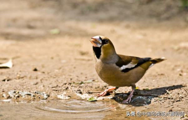 锡嘴雀幼鸟图片,锡嘴雀是什么品种