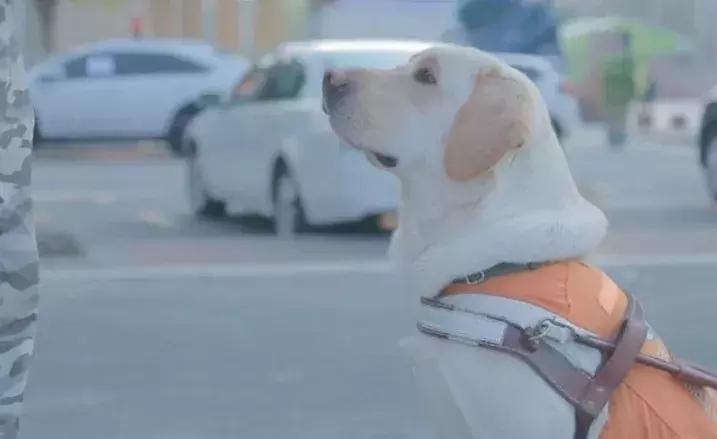 为什么导盲犬会受歧视,导盲犬被歧视合集