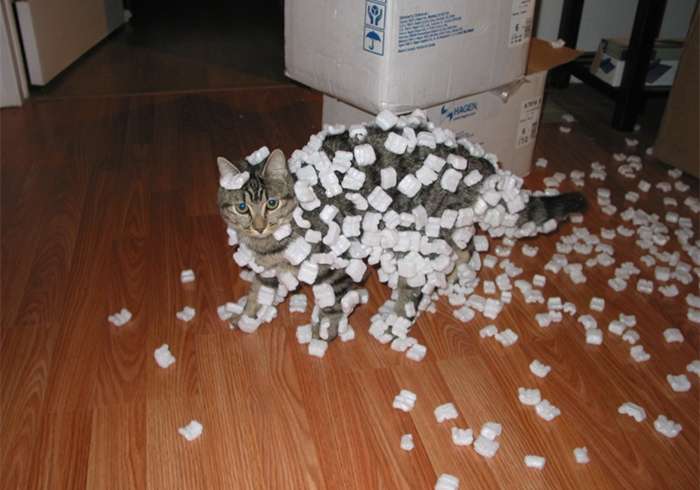 猫静电吸灰小妙招,冬天撸猫有静电怎么办