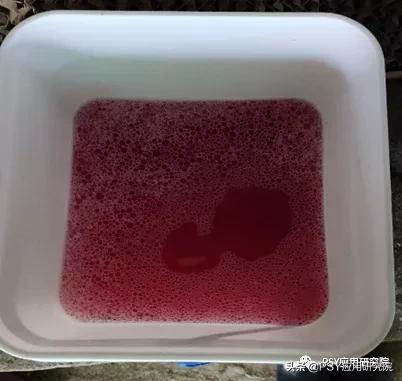 配种时要不要清洗母猪后躯？