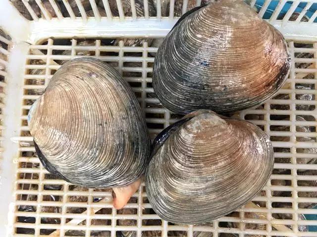 渤海当季海鲜推荐,中国渤海海鲜