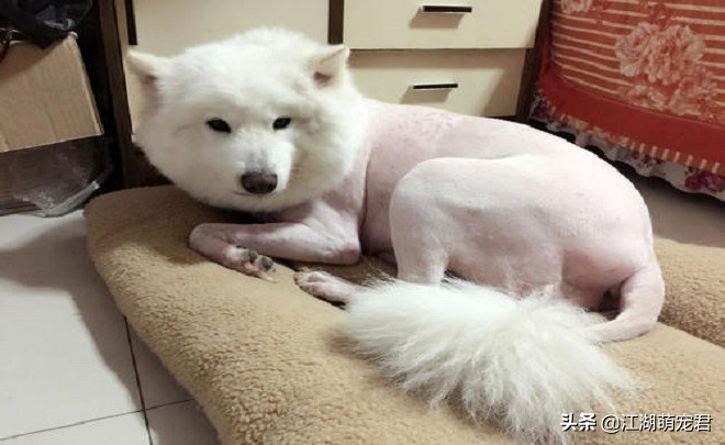 养了狗后我的苦恼,萨摩有4大缺点