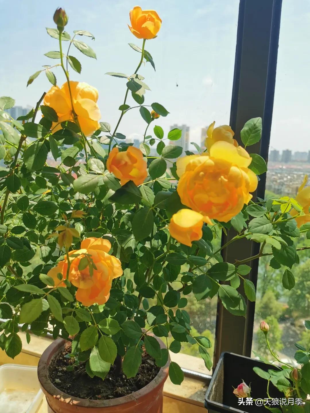 月季春季第一波花要不要剪,月季春季第一波花开后嫁接