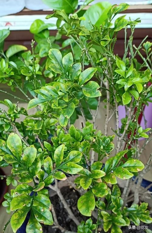 米兰花病虫害图文解析大全,米兰花如何防病虫害