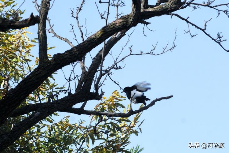 巩义最美乡村,巩义最美乡村游玩好去处