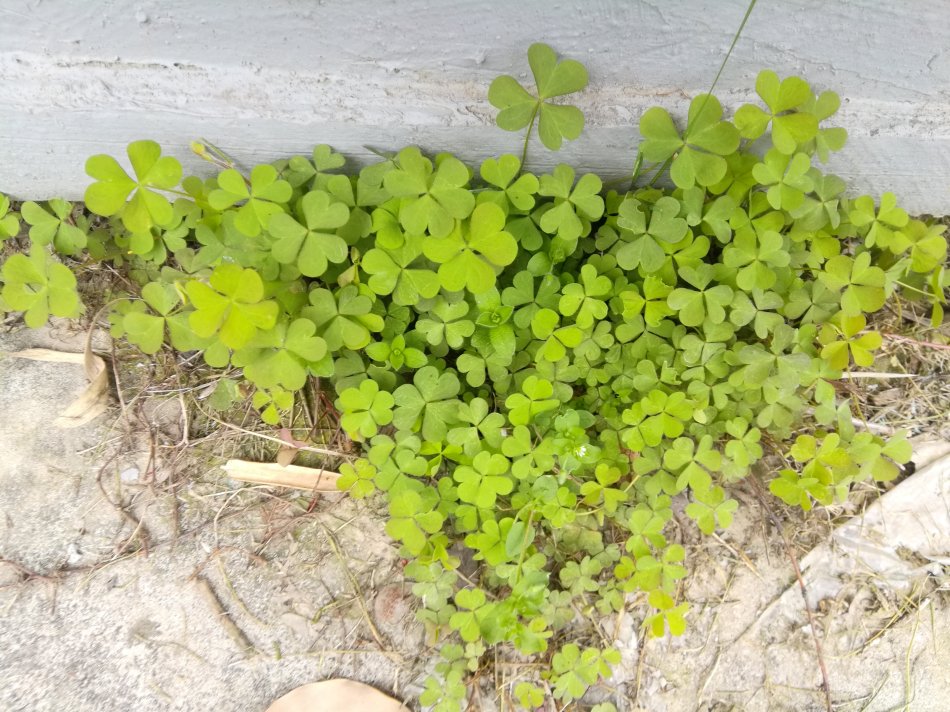 房顶长出杂草怎样消灭,墙里长出的草怎么清除