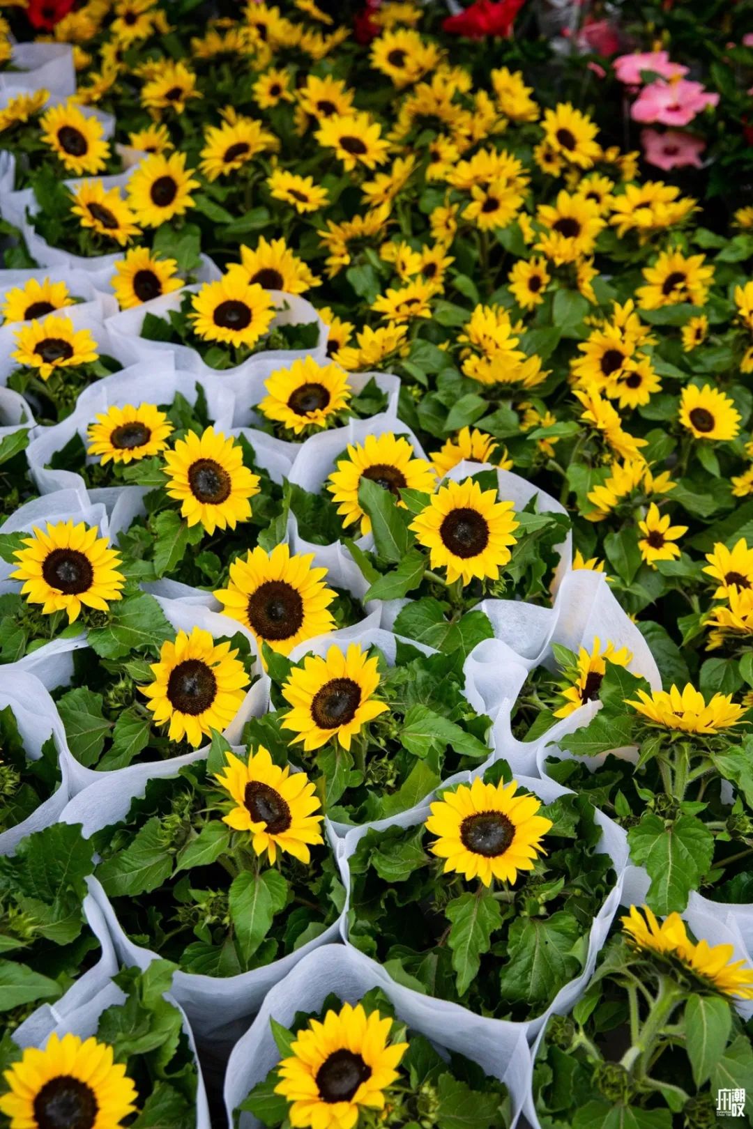 深夜去广州的花卉市场买花,如何逛斗南花卉市场买花便宜