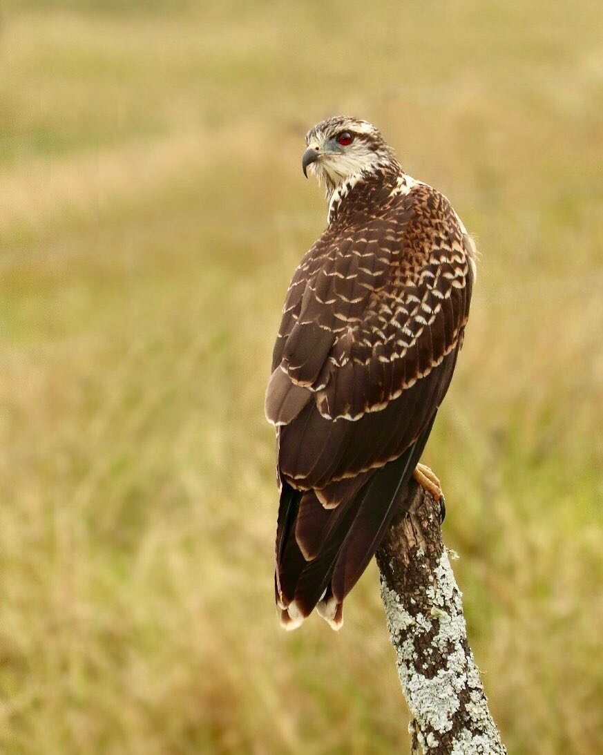 濒临灭绝的蜗牛风筝Snailkite，你知道这种鸟吗？