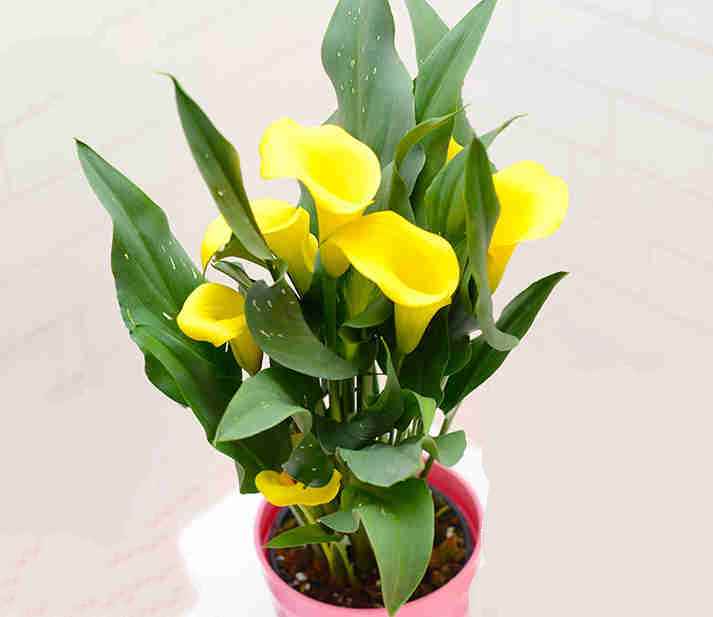 马蹄莲可以种在屋里吗,马蹄莲可以放屋里吗