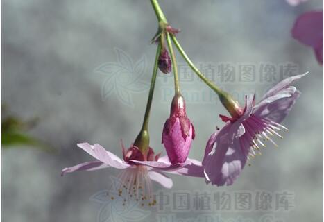 还记得13年前的樱花吗,以前的樱花对比现在的樱花