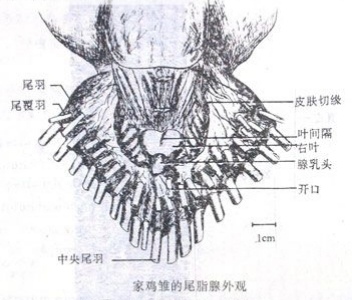 鹦鹉脂肪瘤和卡蛋区别,鸟类尾脂腺的作用