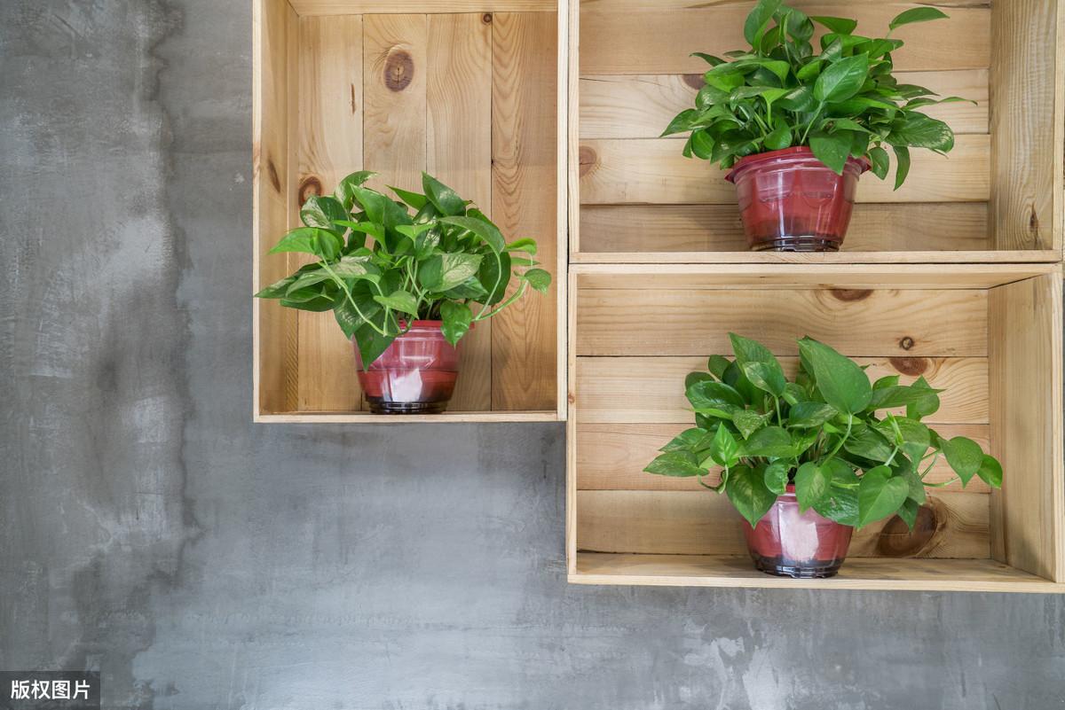 一盆绿意盎然的绿萝,绿萝怎么养才能更旺盛好看