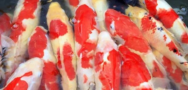 养鱼这么多年，是否还在为流量扬程排气量等困扰？