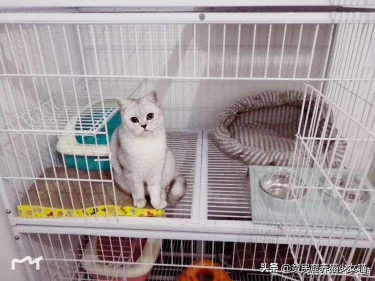 为什么不建议家养宠物猫笼养,猫咪笼养的标准是什么