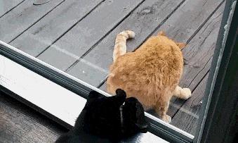 鑷粠鏈変簡鐚不鎰堜簡鎴戠殑鎳掓儼,涓轰粈涔堣姗樼尗鍗佹涔濇福