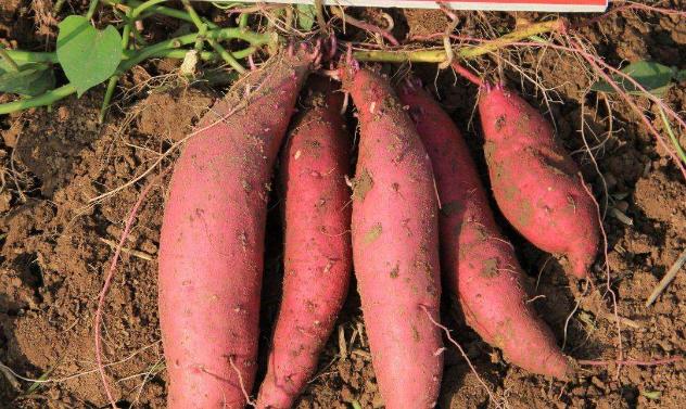 哪些品种甘薯产量高,甘肃十大特产