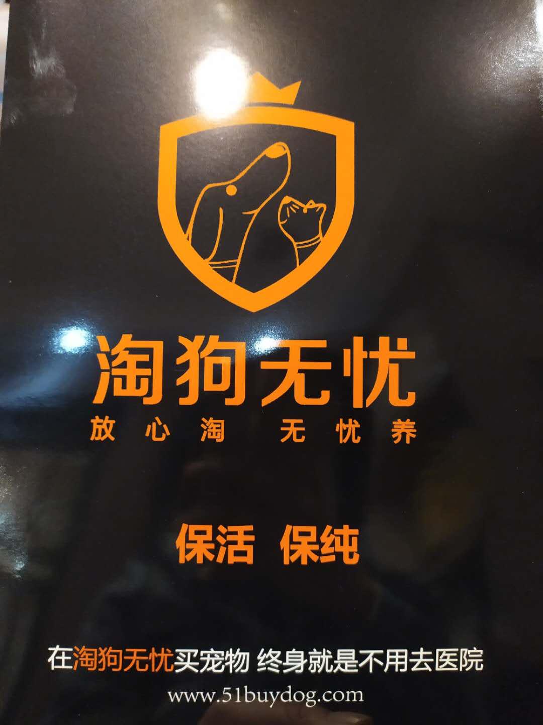 北京月流水超百万的猫狗活体专卖店，都有啥套路？