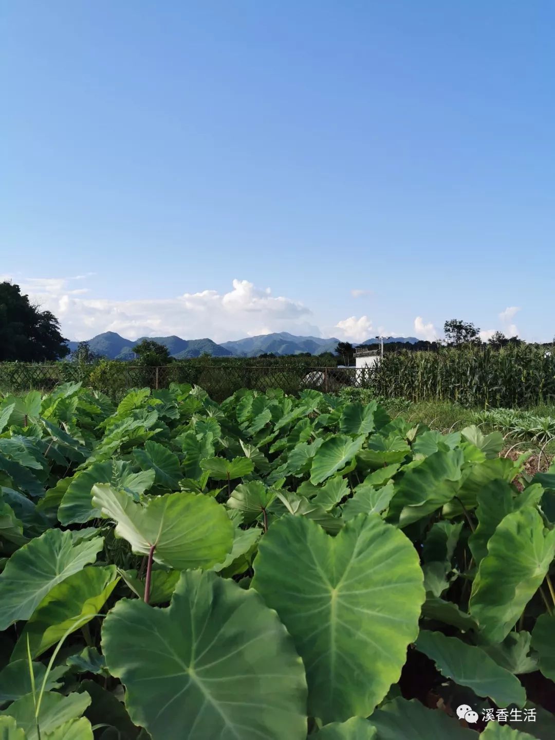 西溪南古村落惬意慢生活,徽州西溪南生活