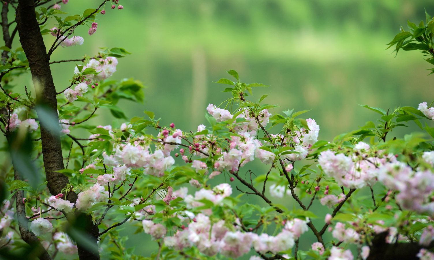 苏轼超然朗诵,苏轼5首词5种人生境界