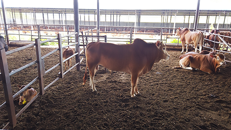 农村大叔养牛100头年收入100万,农村大叔养牛6000头