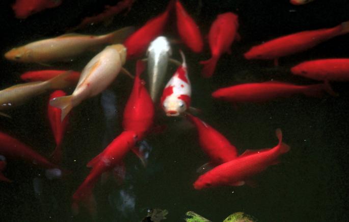 微生态制剂菌种简介之酵母菌