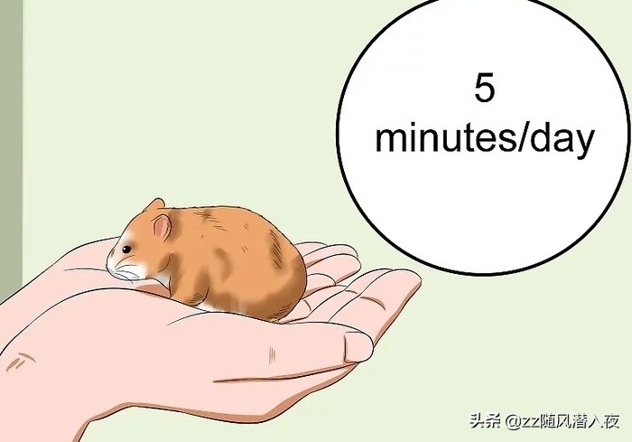 如何获得小仓鼠的信任,如何让小仓鼠信任你