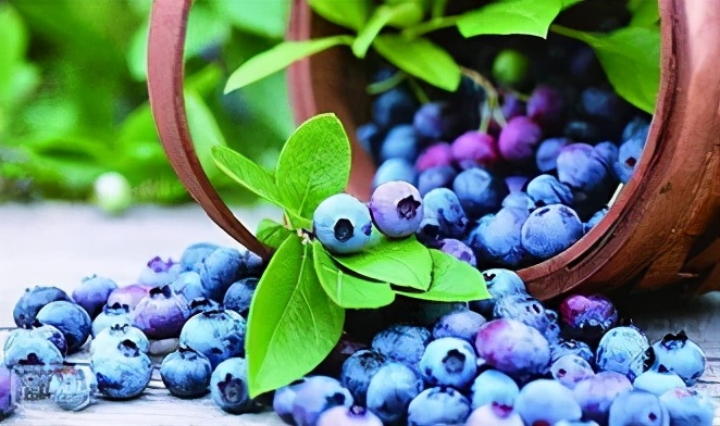 “莓”你不行！这里的“水果皇后”熟啦