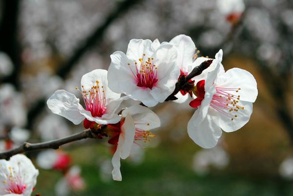 体香怎么才能有效,体香从哪里散发出来的