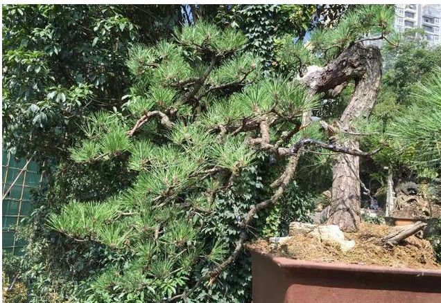 哪些名贵盆栽越养越有价值 (适合久养的珍稀盆栽)