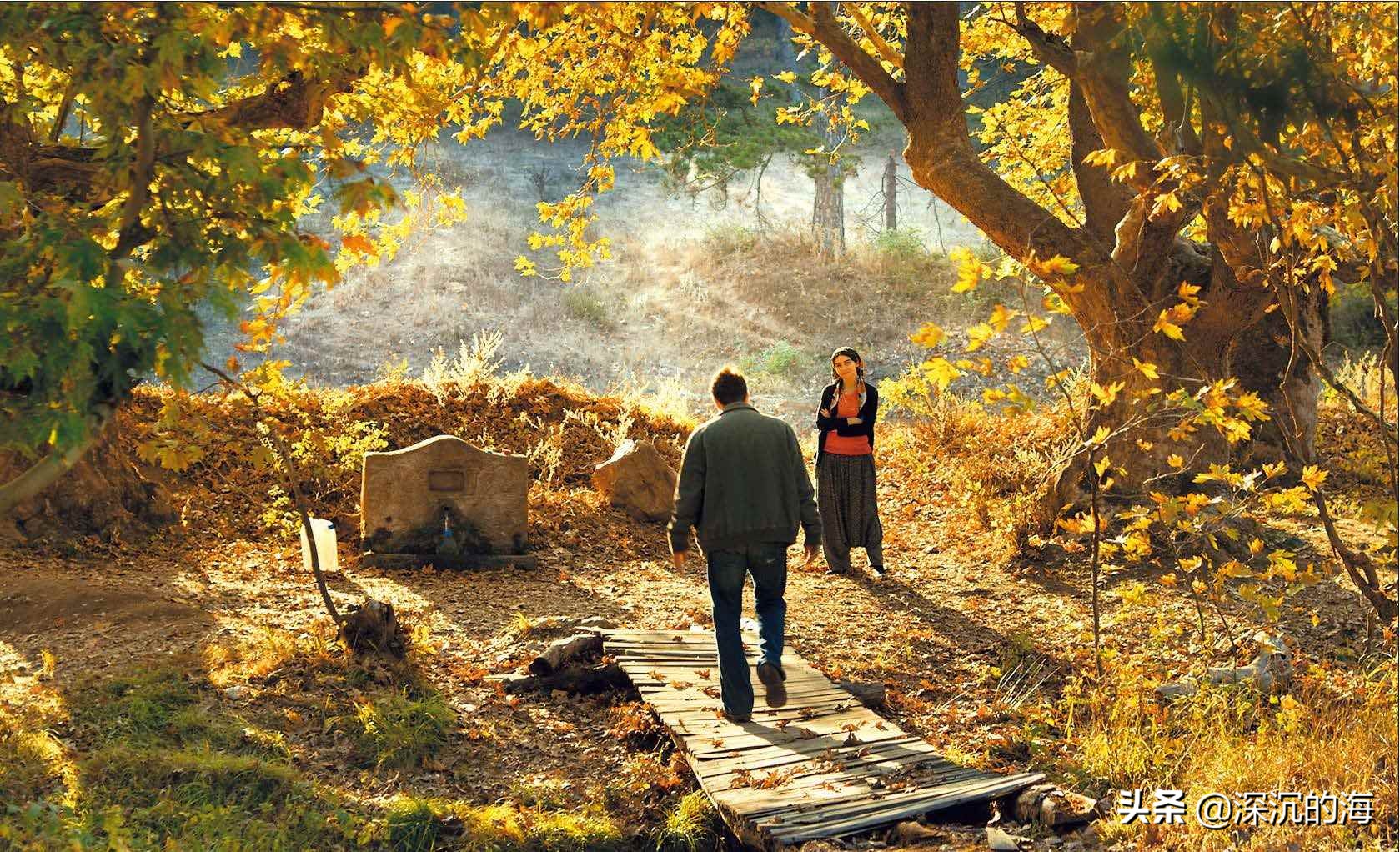 野梨树的特点,野梨树价值