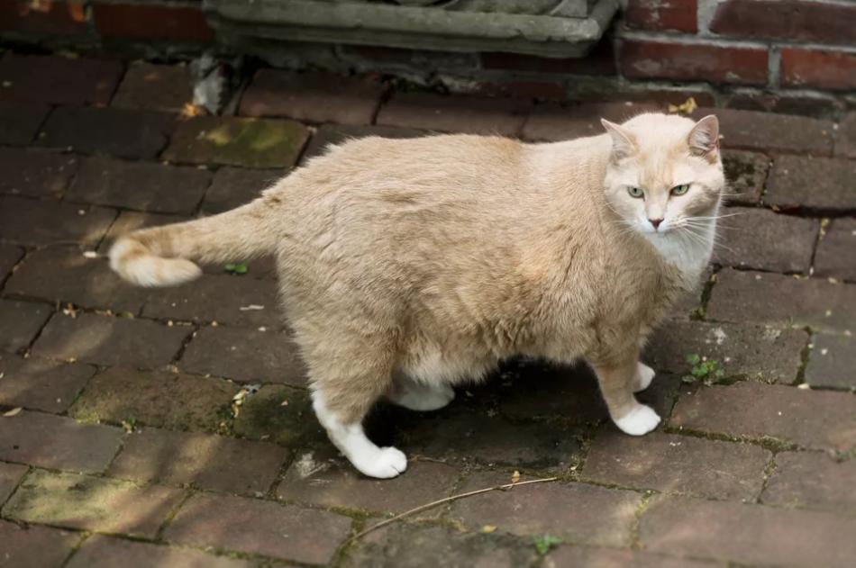 猫交配和繁殖指南