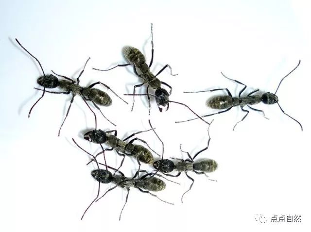 宠物蚂蚁基础知识,宠物蚂蚁怎么养新手教程