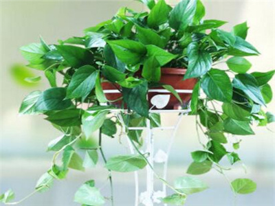 绿萝长高了怎样盘起来好看又简单,绿萝长长了怎么盘起来好看