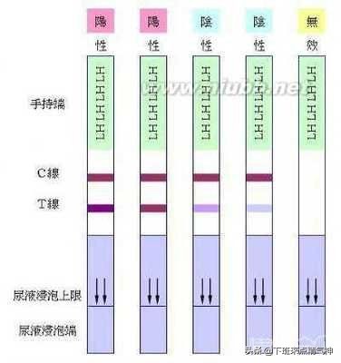 排卵期的4大误区,排卵期错了怎么回事