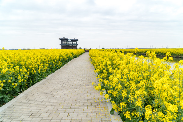 踏春赏花正当时，打卡千垛水上油菜花！玩转兴化景点美食全攻略
