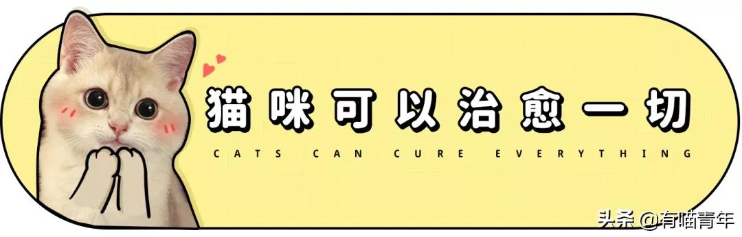 橘猫被抓警察局,肥猫被警察带走判刑