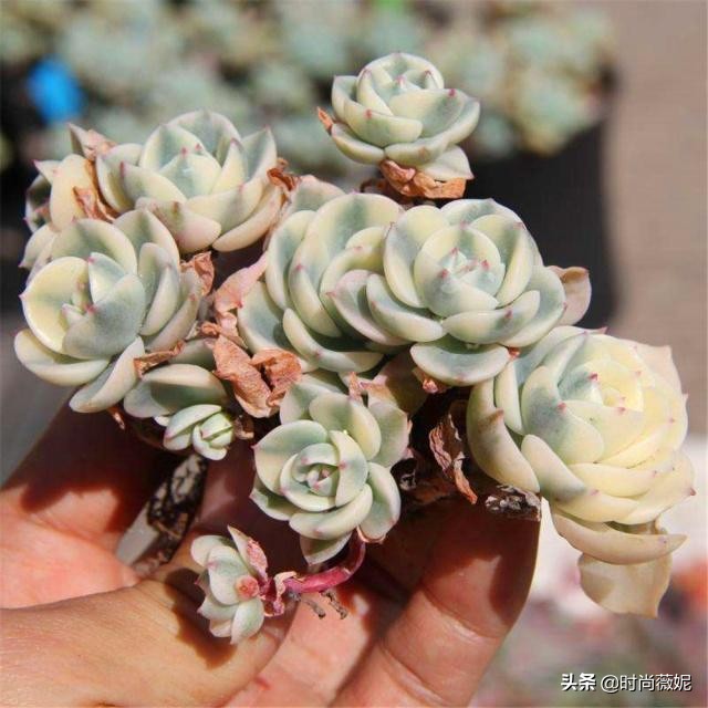 看看多肉萌新“水贴吧”的专业“10句黑话”，时常唬住“*江老**湖”