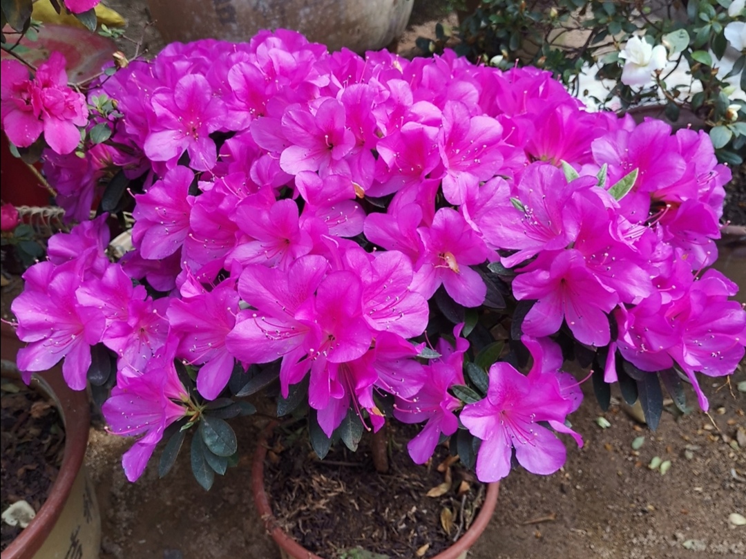 杜鹃怎么养护喜不喜欢太阳,怎样才能让杜鹃多开花