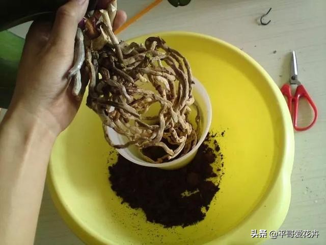 蝴蝶兰花谢后怎么处理视频教程,蝴蝶兰花谢后怎么处理才能再开花