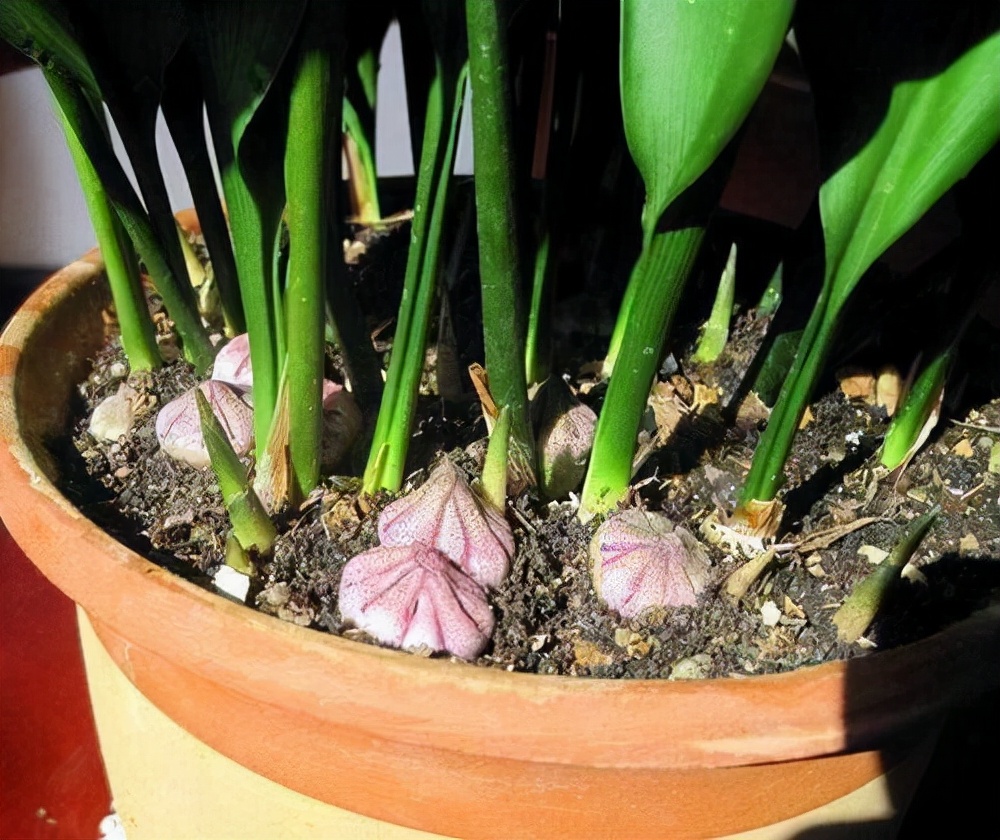 花卉绿植种植大全,温室常见的花卉