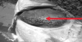 观赏鱼烂了,观赏鱼烂皮能治好吗