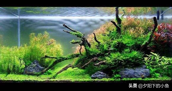 新手养水草臭了怎么办,新手养水草缸教学