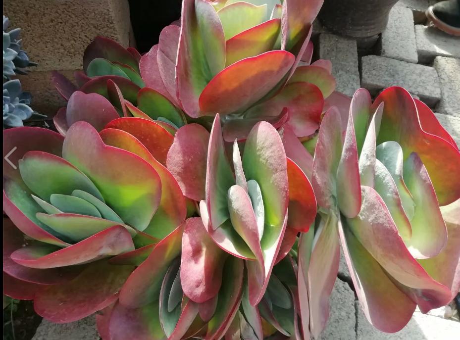 多肉养出状态来有多美？这102种多肉控养上色之后美呆了