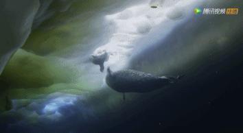 炸裂9.9,BBC再出神片,美得让人脸红