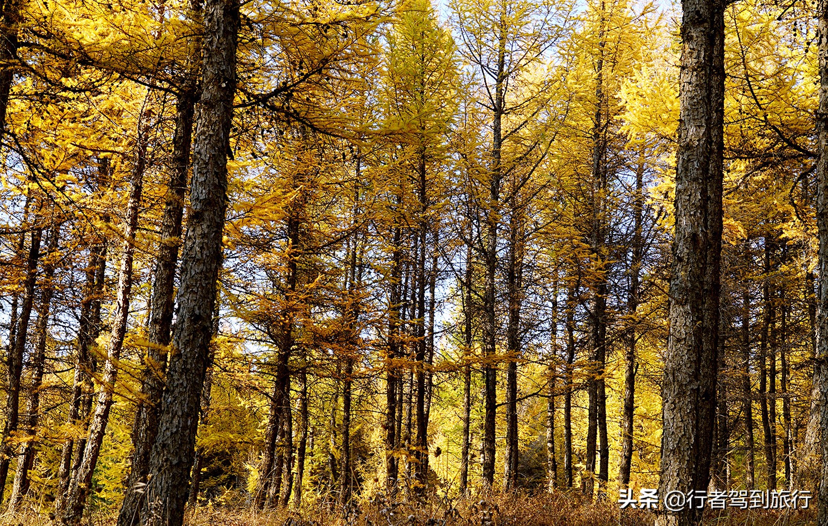 冬季克旗旅游自驾游攻略,克什克腾旗看秋色攻略