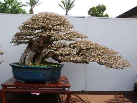 盆景树桩怎样让主干粗壮,盆景如何快速粗壮