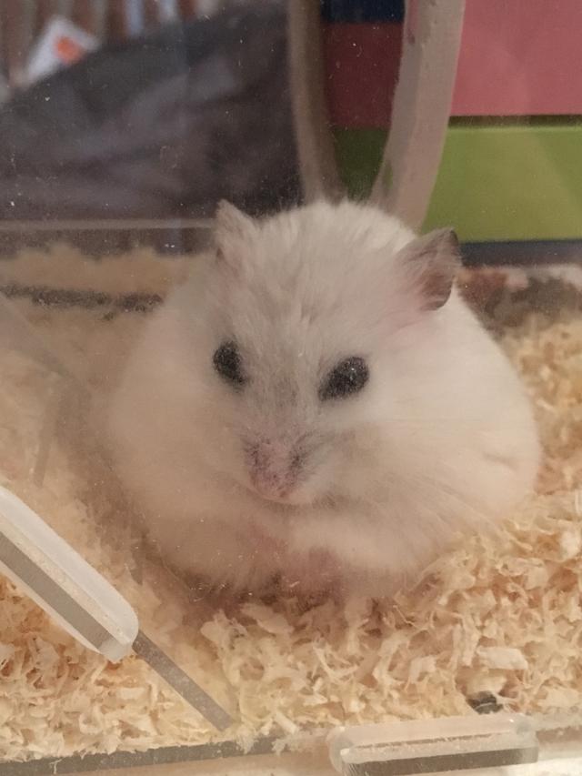 仓鼠的饲养方法及生活习性,仓鼠如何养得又大又肥