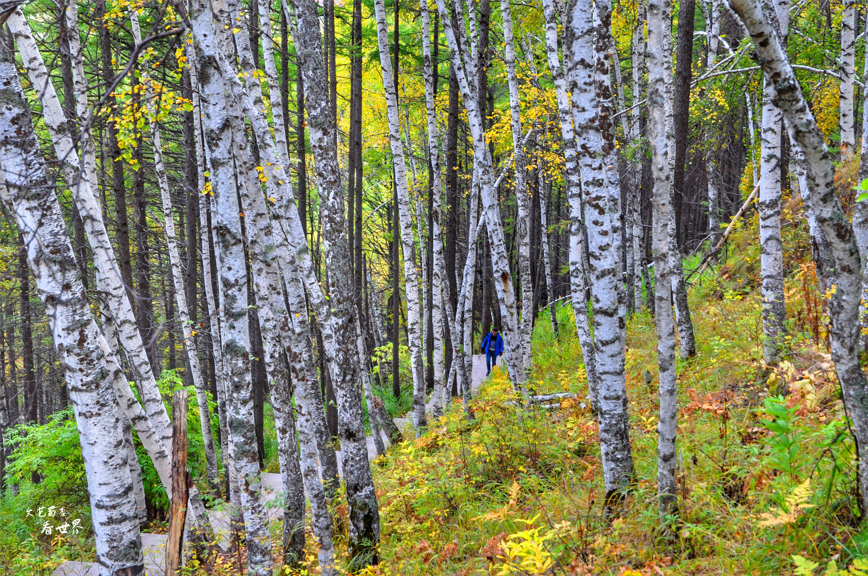 阿尔山的冬天就是童话世界,如果你第一次来到草原会感叹什么