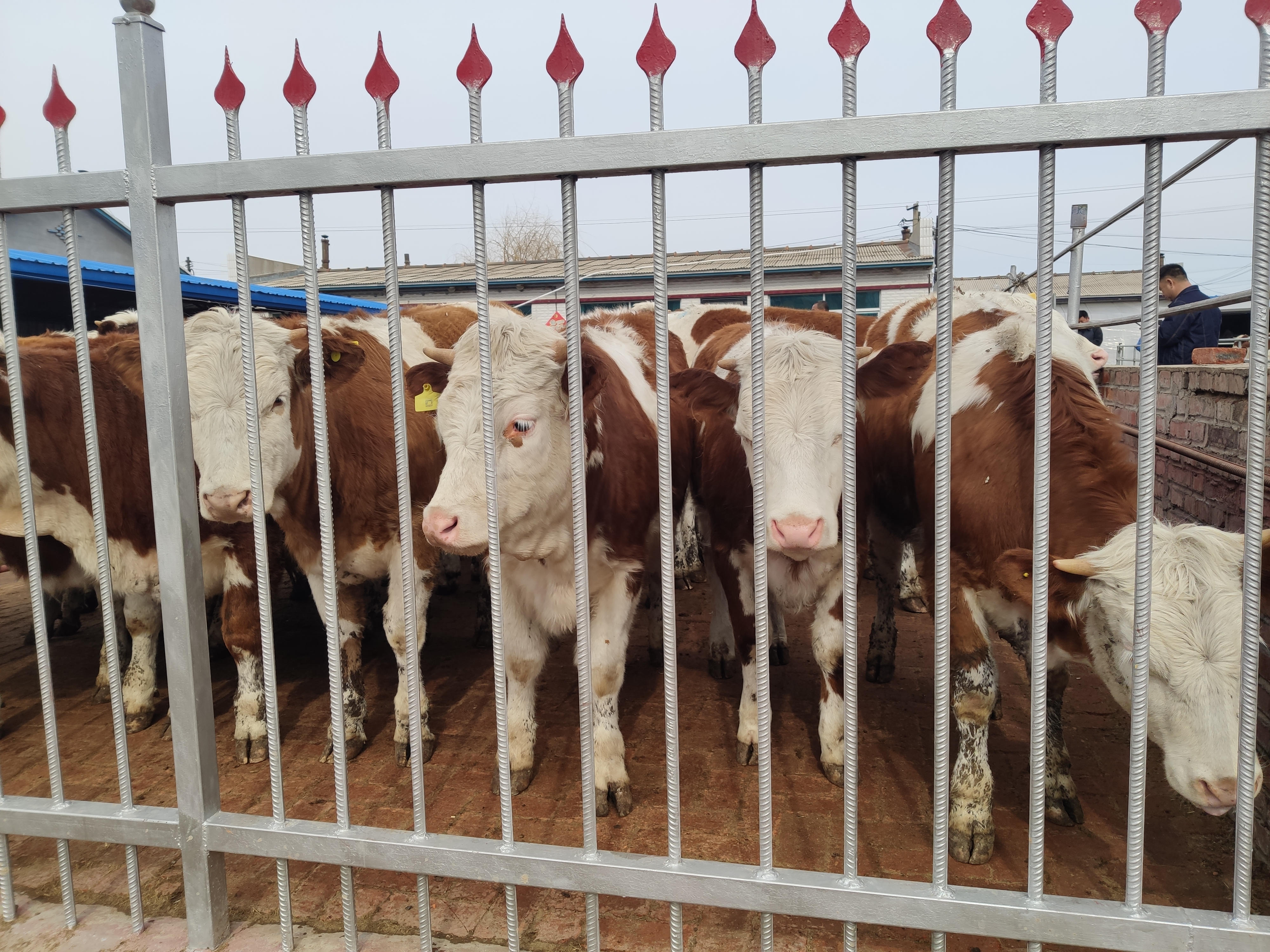 养牛行业现状和未来发展前景如何,养牛行业的现状发展前景