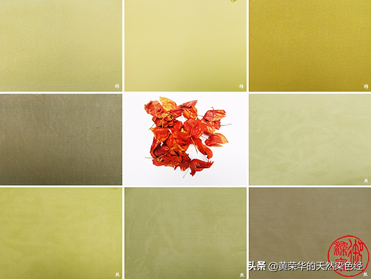 草药红姑娘,植物红姑娘的功效